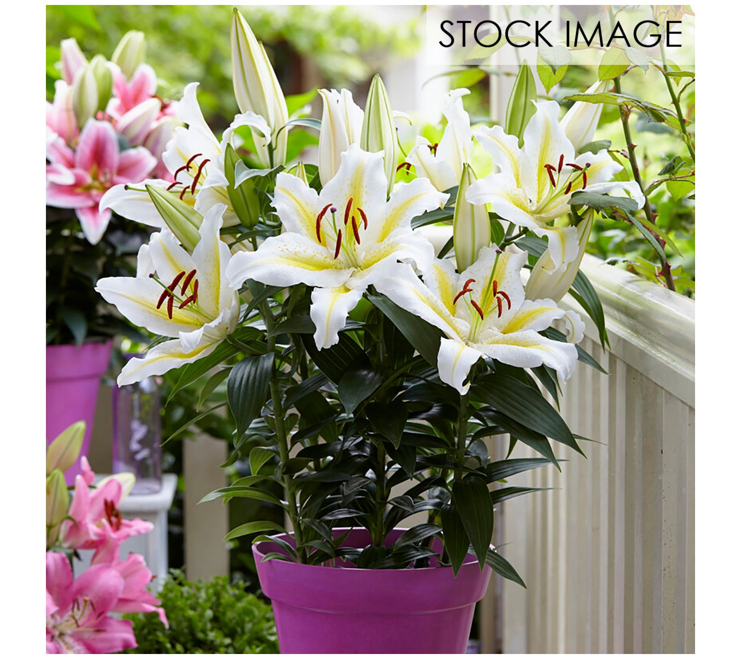 Van Zyverden Patio Golden Romance Lilies Kit