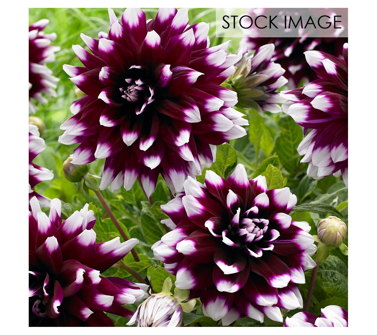 Van Zyverden Dahlias Mystery Day Set of 5 Bulbs