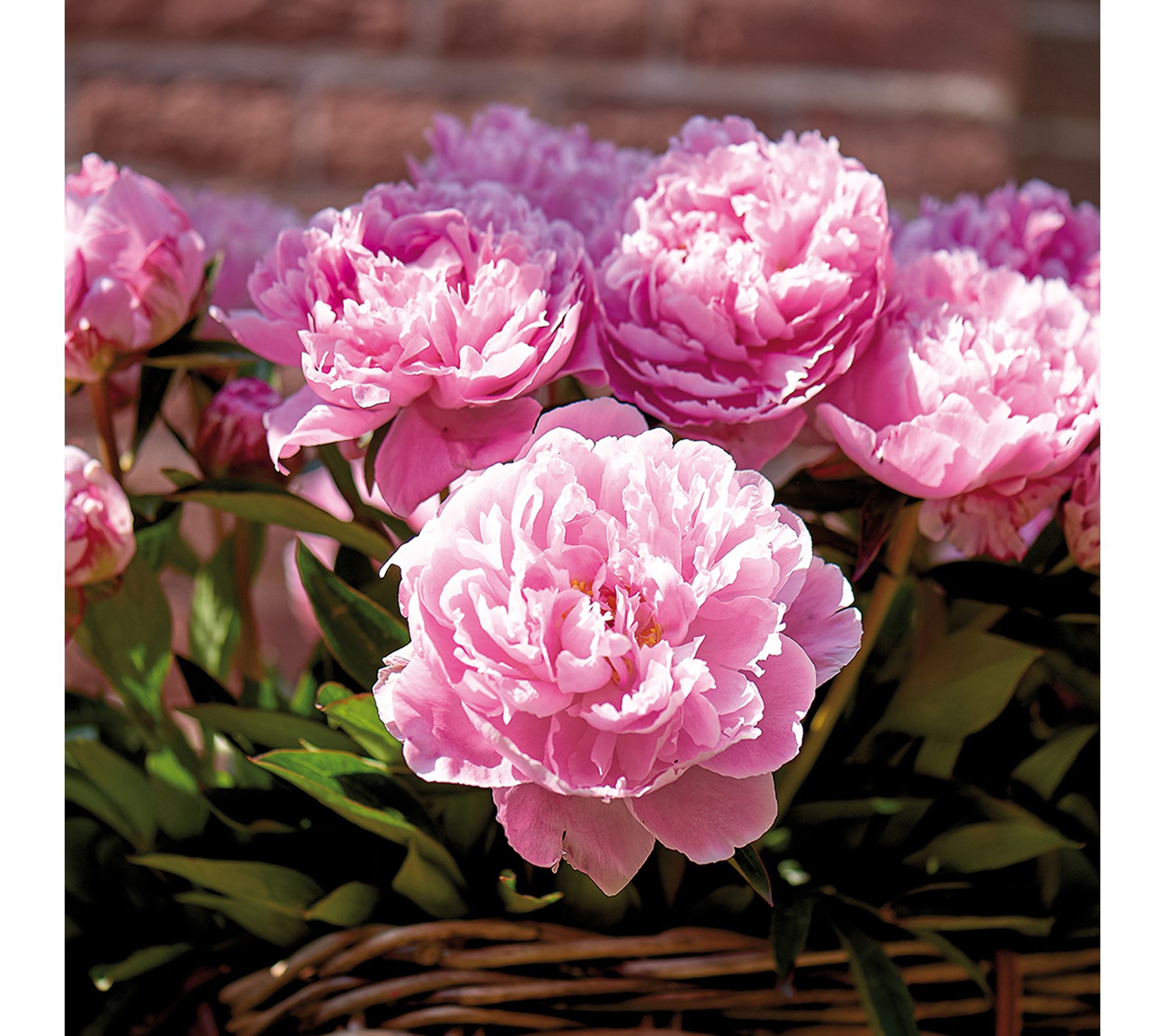 Van Zyverden Peony Sarah Bernhardt Landscape Set of 90 Roots