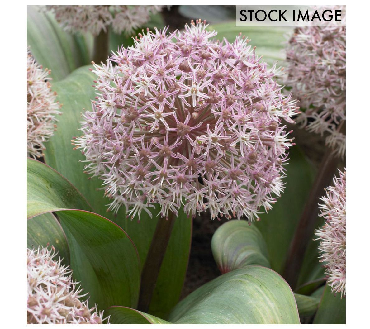 Van Zyverden Allium Karataviense Set of 7 Bulbs