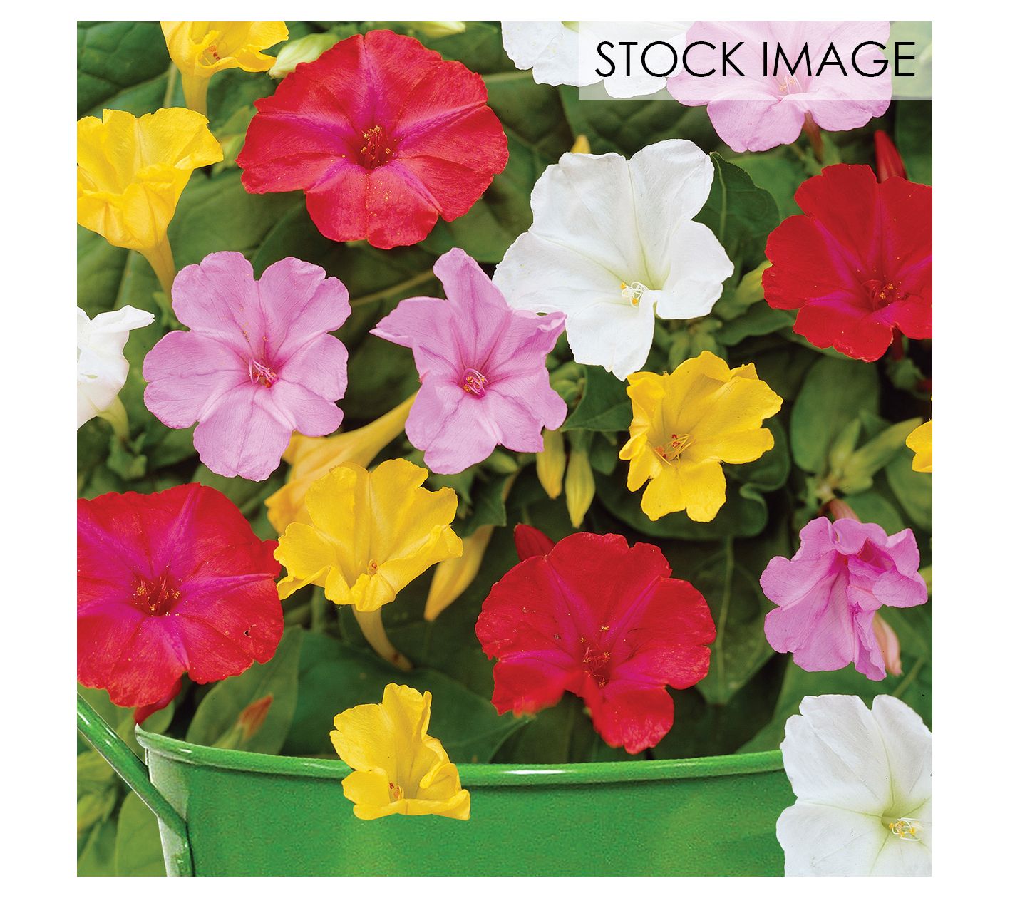 Van Zyverden Patio Four O'Clocks Kit 1 Bulb - QVC.com Van Zyverden Patio Four O'Clocks Kit 1 Bulb - QVC.com