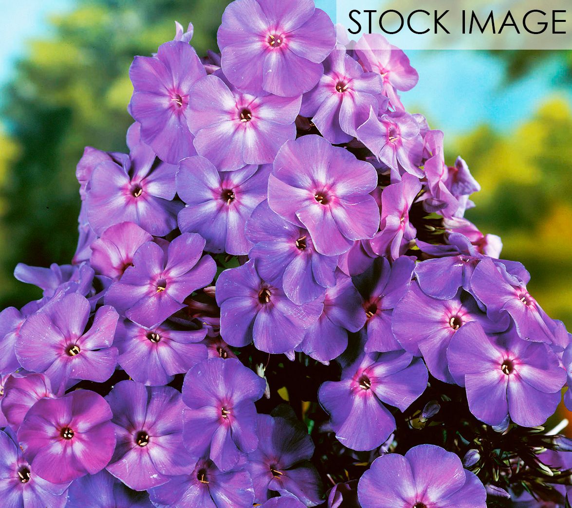 Van Zyverden Tall Phlox Paniculata Blue Boy Setof 5 Roots