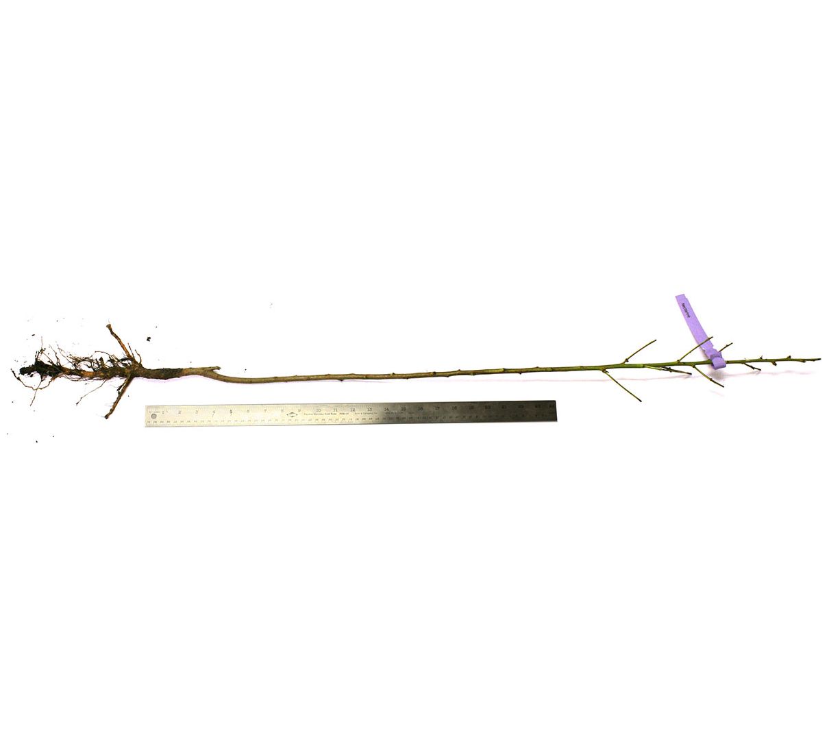 Van Zyverden Nectarine Tree June Princess 1 Root Stock