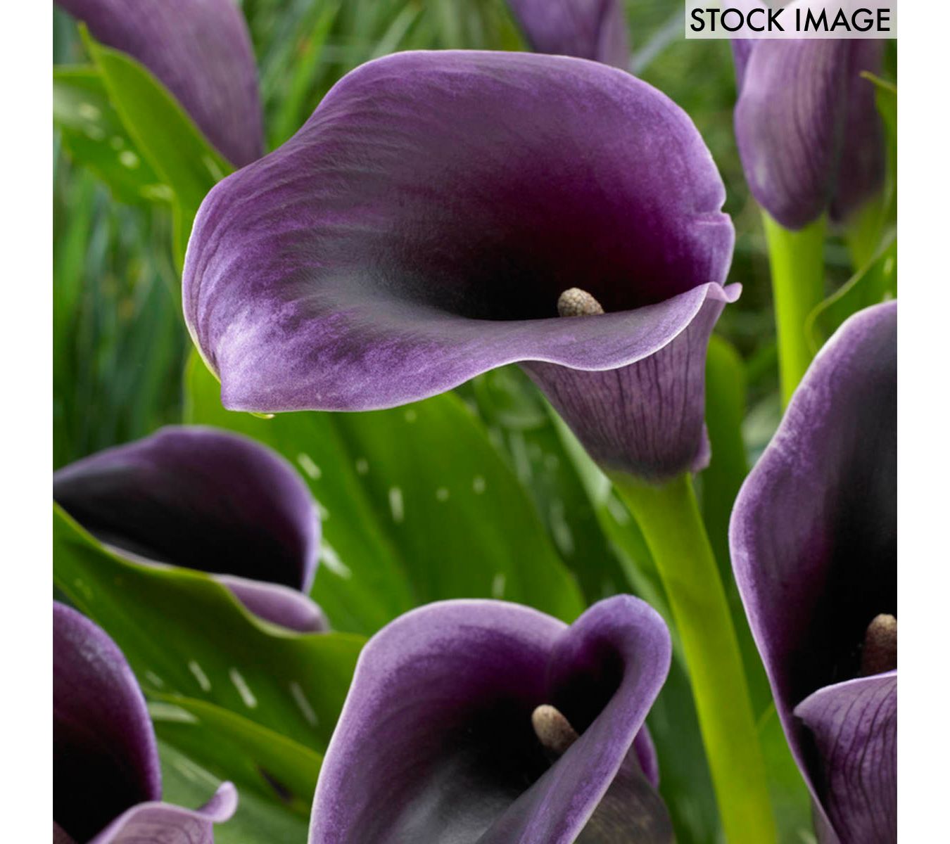 Van Zyverden Callas Akela Set of 5 Bulbs