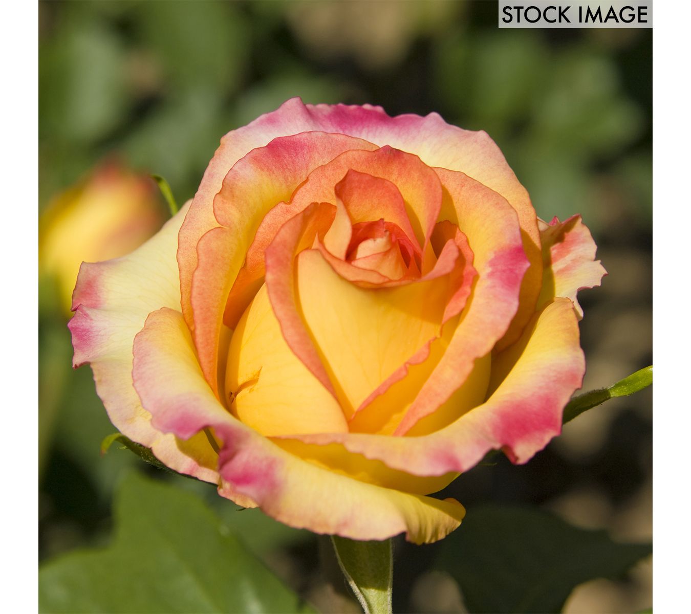Van Zyverden Roses Peace 1 Root Stock
