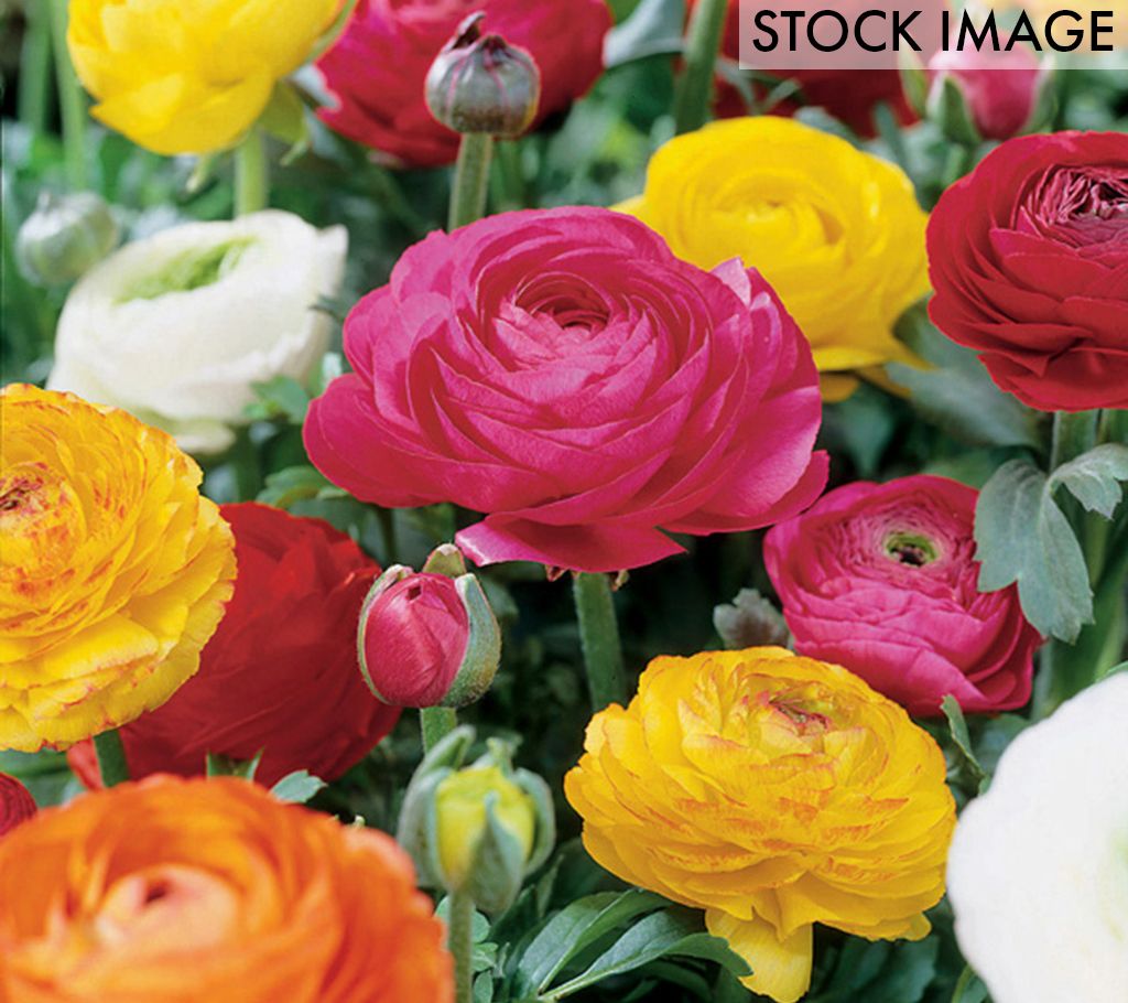 Van Zyverden Ranunculus Double-Blooming, Mix Set of 25 Bulbs