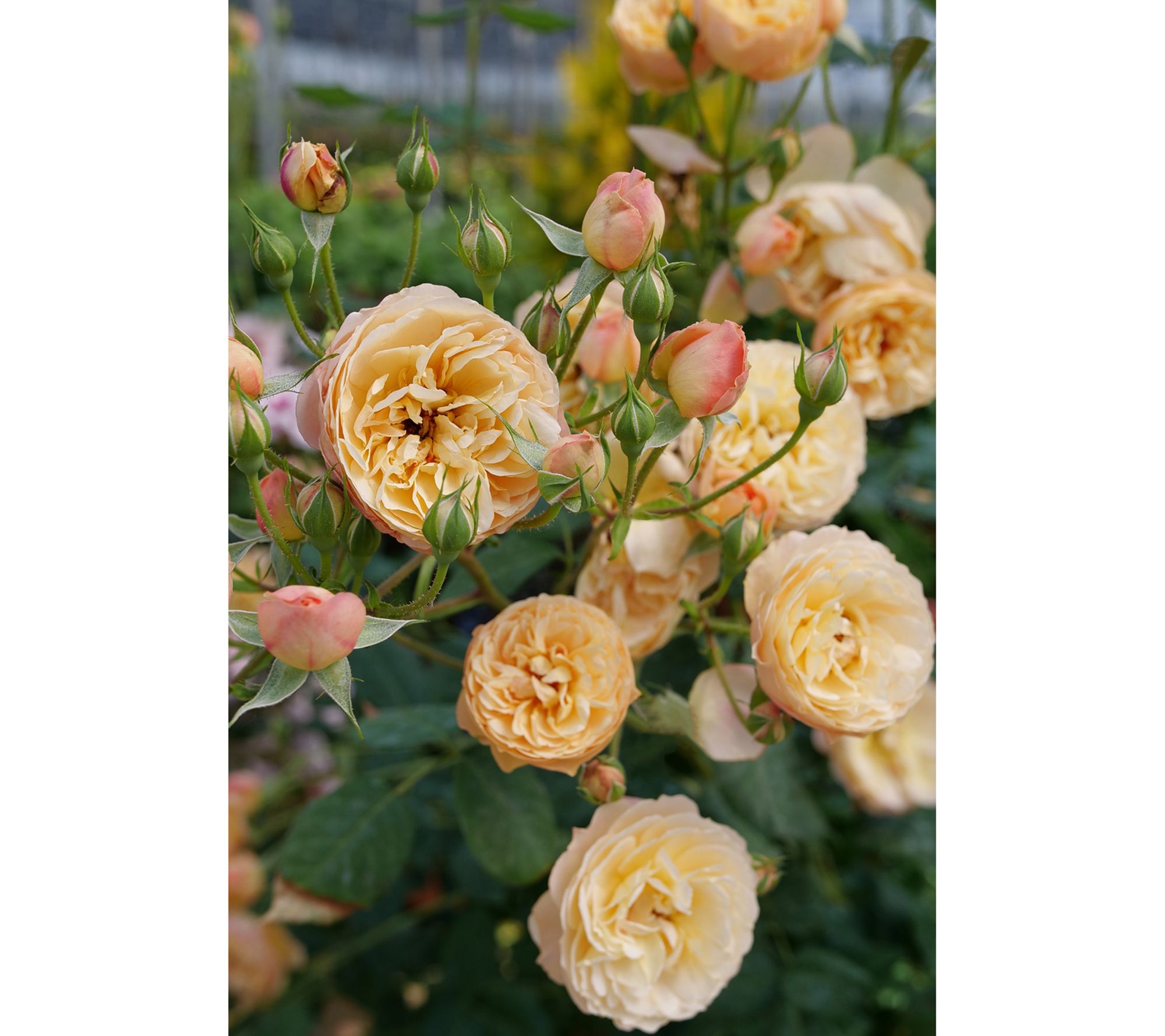Roberta's Climbing Rose Rise Up Proven Winners mberness 1pc