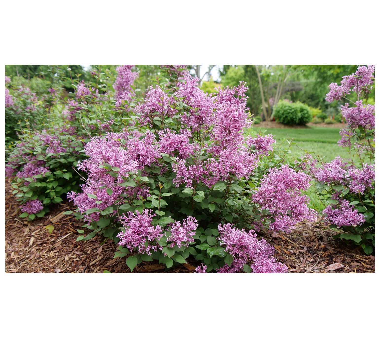 Roberta's 1-Piece  Bloomerange Dark Purple Reblooming Lilac