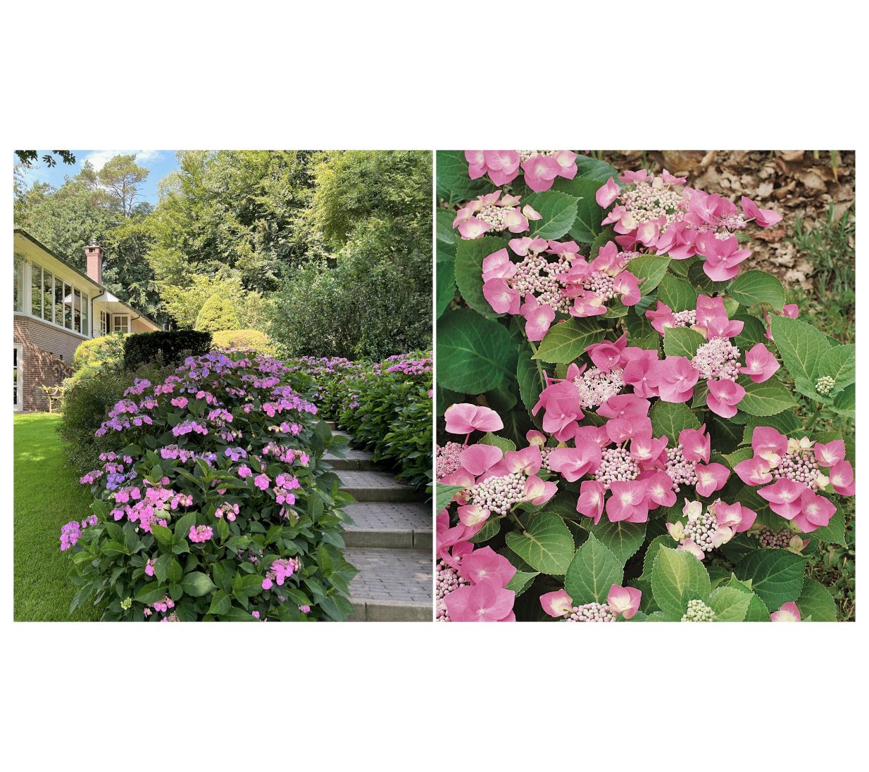 Roberta's 1 pc. Hydrangea Game Changer Blue