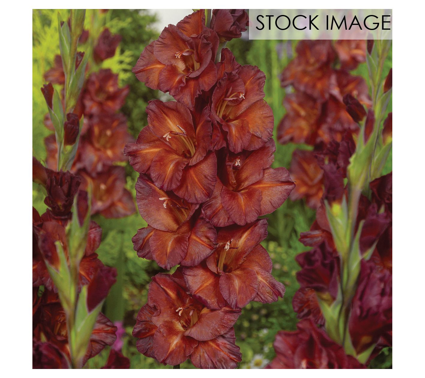 Van Zyverden Gladiolus Large Chocolate Set of 12 Bulbs