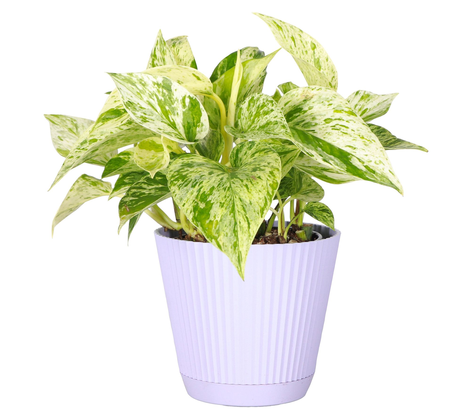 Thorsen's Greenhouse Live 4" Marble Queen Pothos in Ruffle Pot