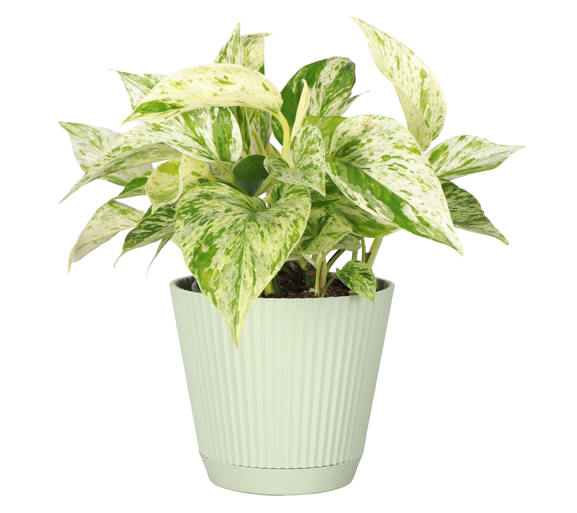 Thorsen's Greenhouse Live 4" Marble Queen Pothos in Ruffle Pot
