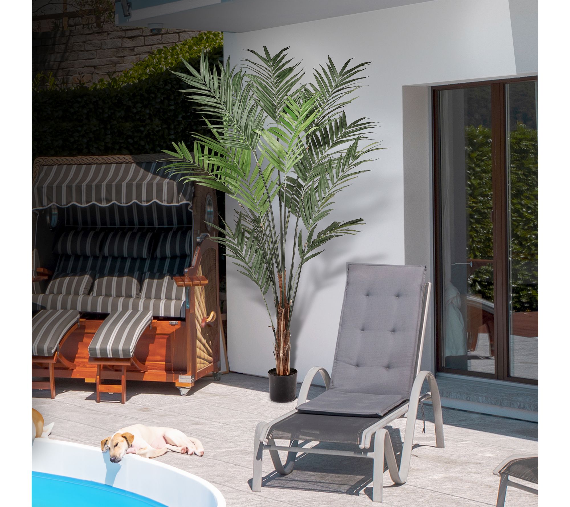 8' Kentia Palm by Valerie