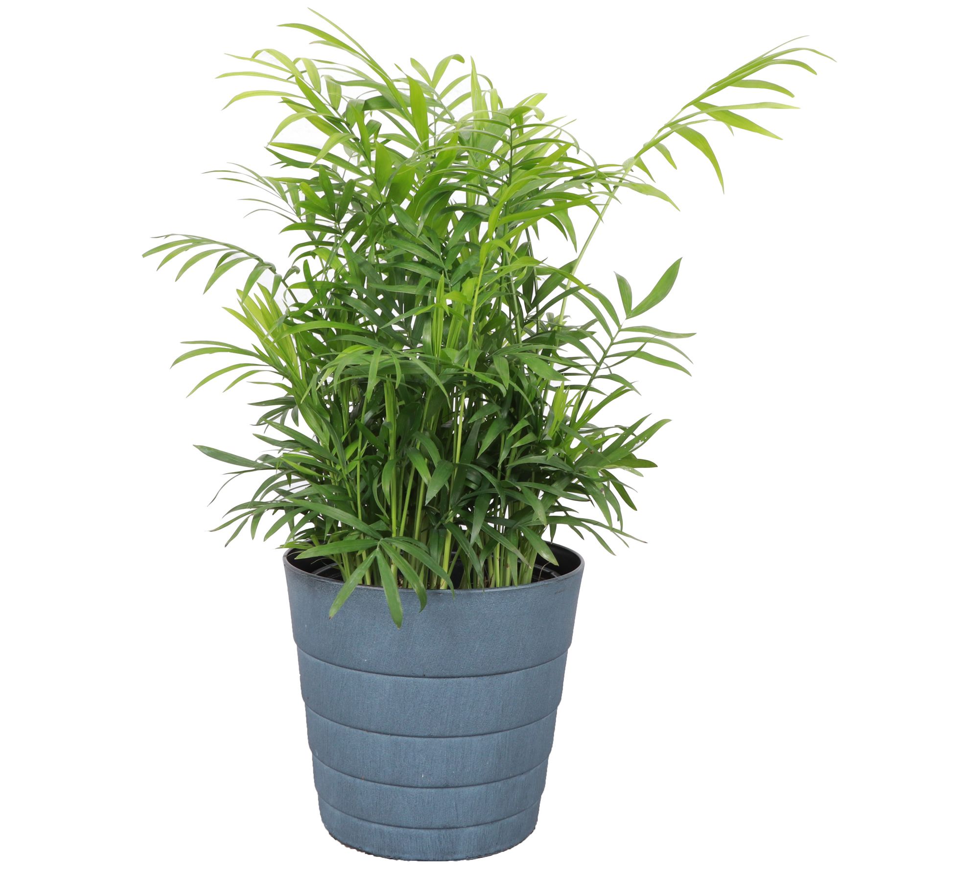Thorsen's Greenhouse Live 6" Parlor Palm in Contemporary Pot