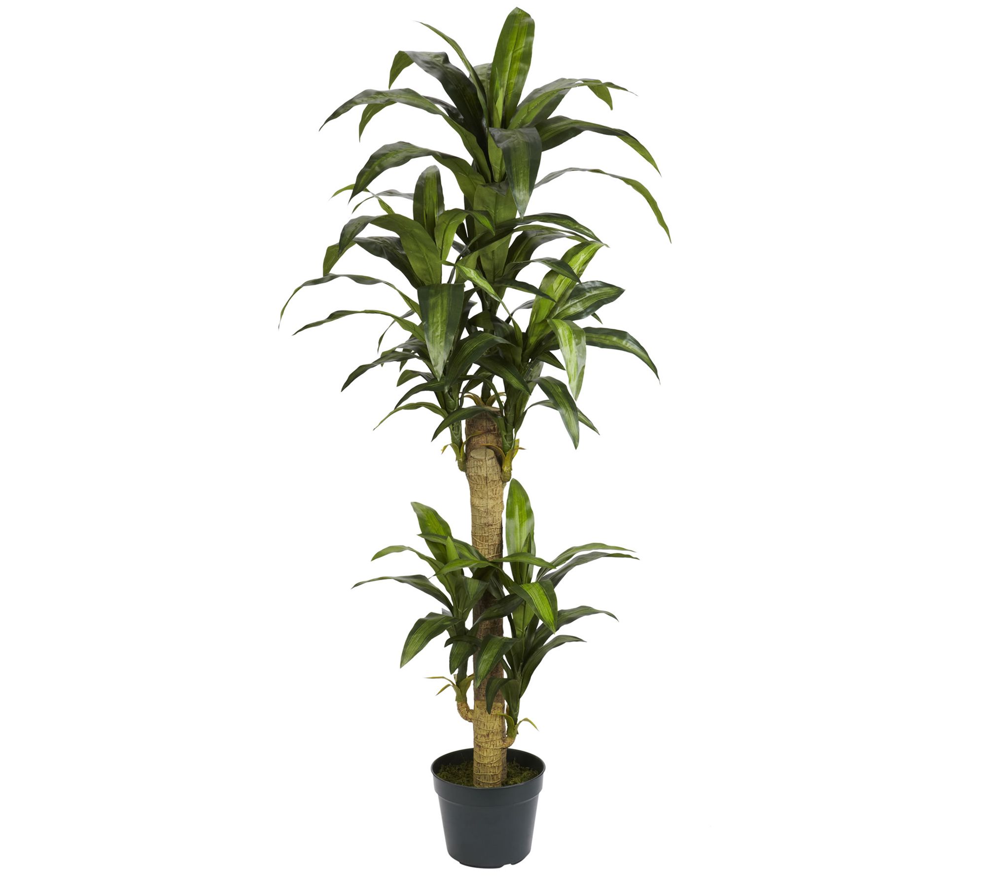 5' Yucca Silk Plant By Nearly Natural - Qvc.com