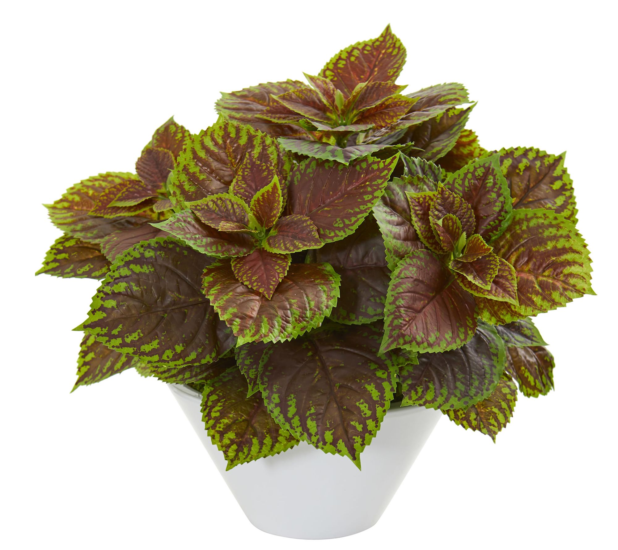 Coleus Plant in White Planter Real Touch by Nearly Natural - QVC.com