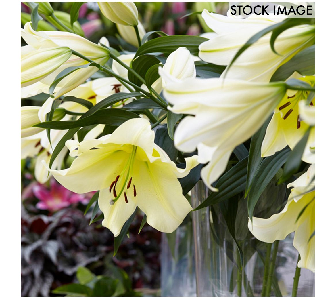 Van Zyverden Lilies Big Brother Set of 7 Bulbs
