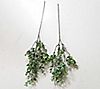 Set of (2) 30" In/Out Faux Boxwood Picks by Lauren McBride