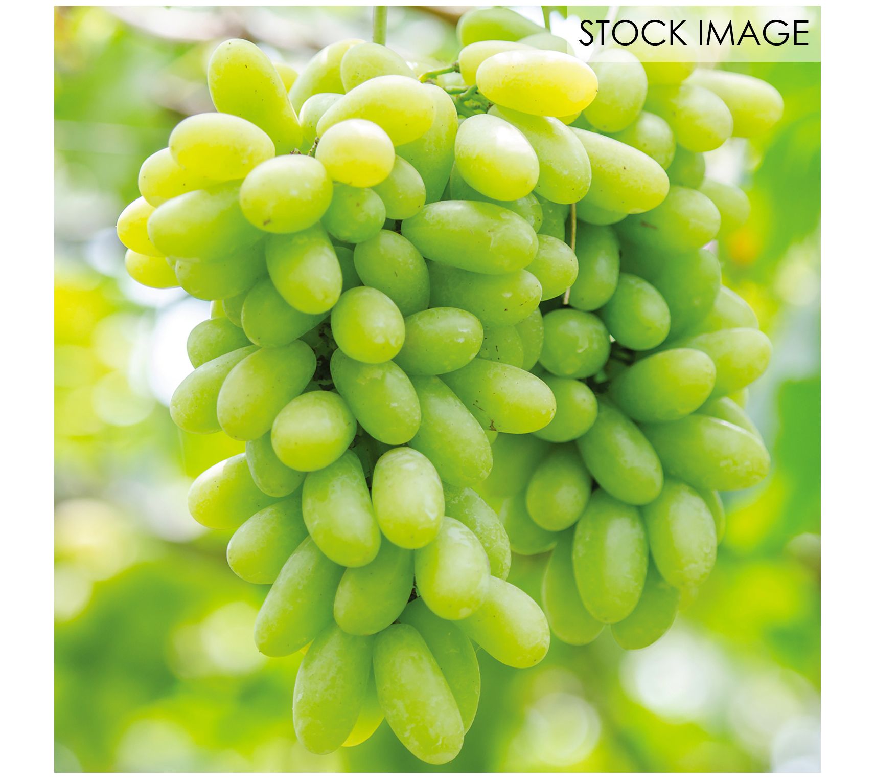 Van Zyverden Grapes Marquis Seedless Set of 1 Plant
