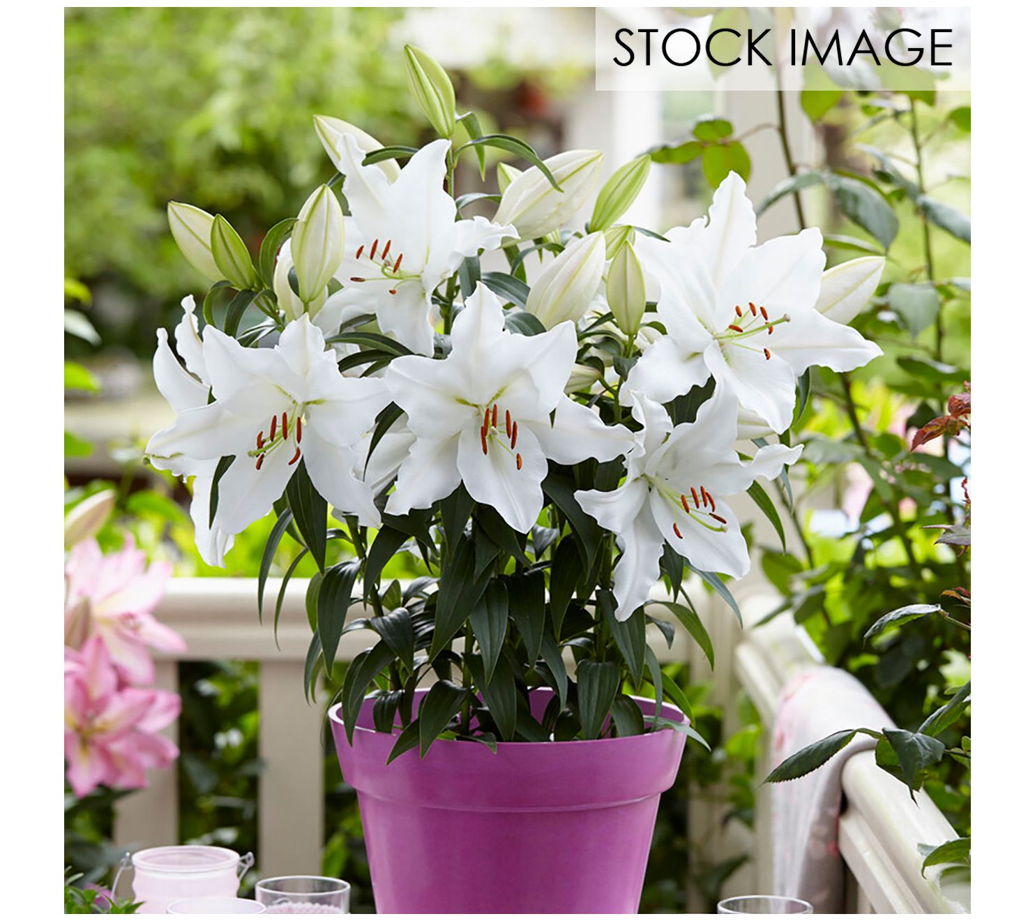 Van Zyverden Patio White Romance Lilies Kit