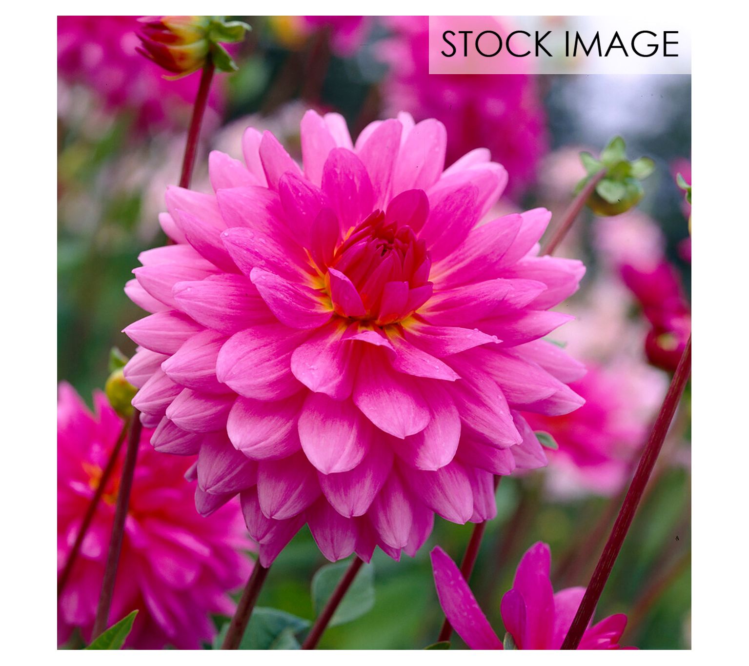 Van Zyverden Dahlias Rosella Set of 5 Bulbs