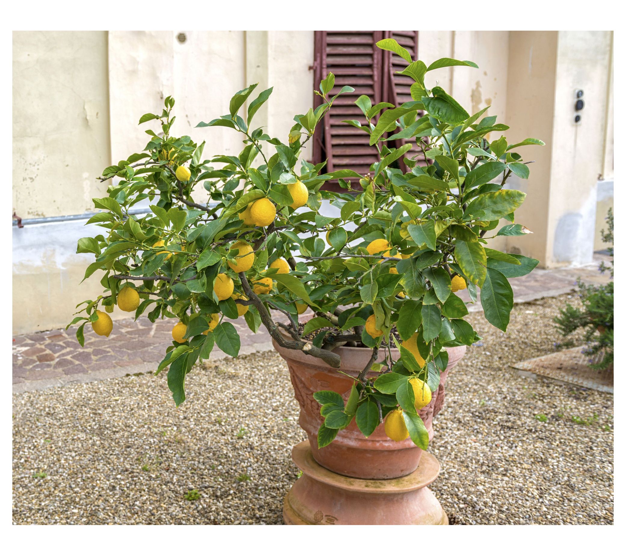 Roberta's 1-Piece Meyer Lemon Tree