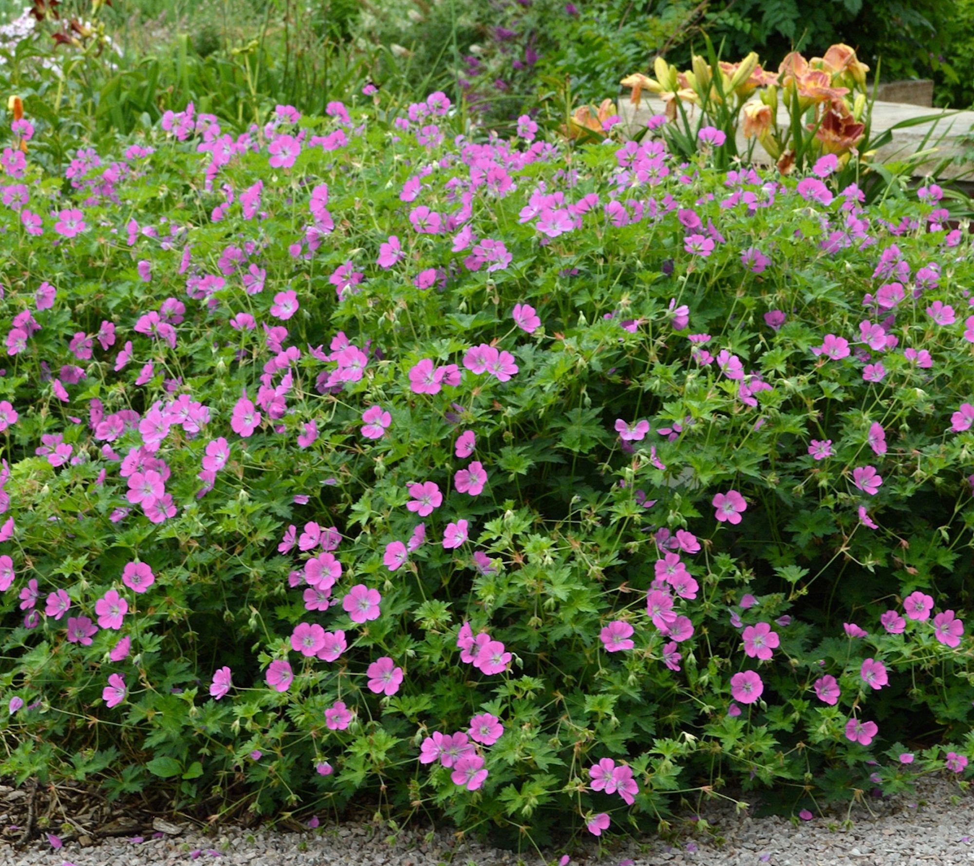 Cottage Farms 3pc Pink Carpet Geraniums