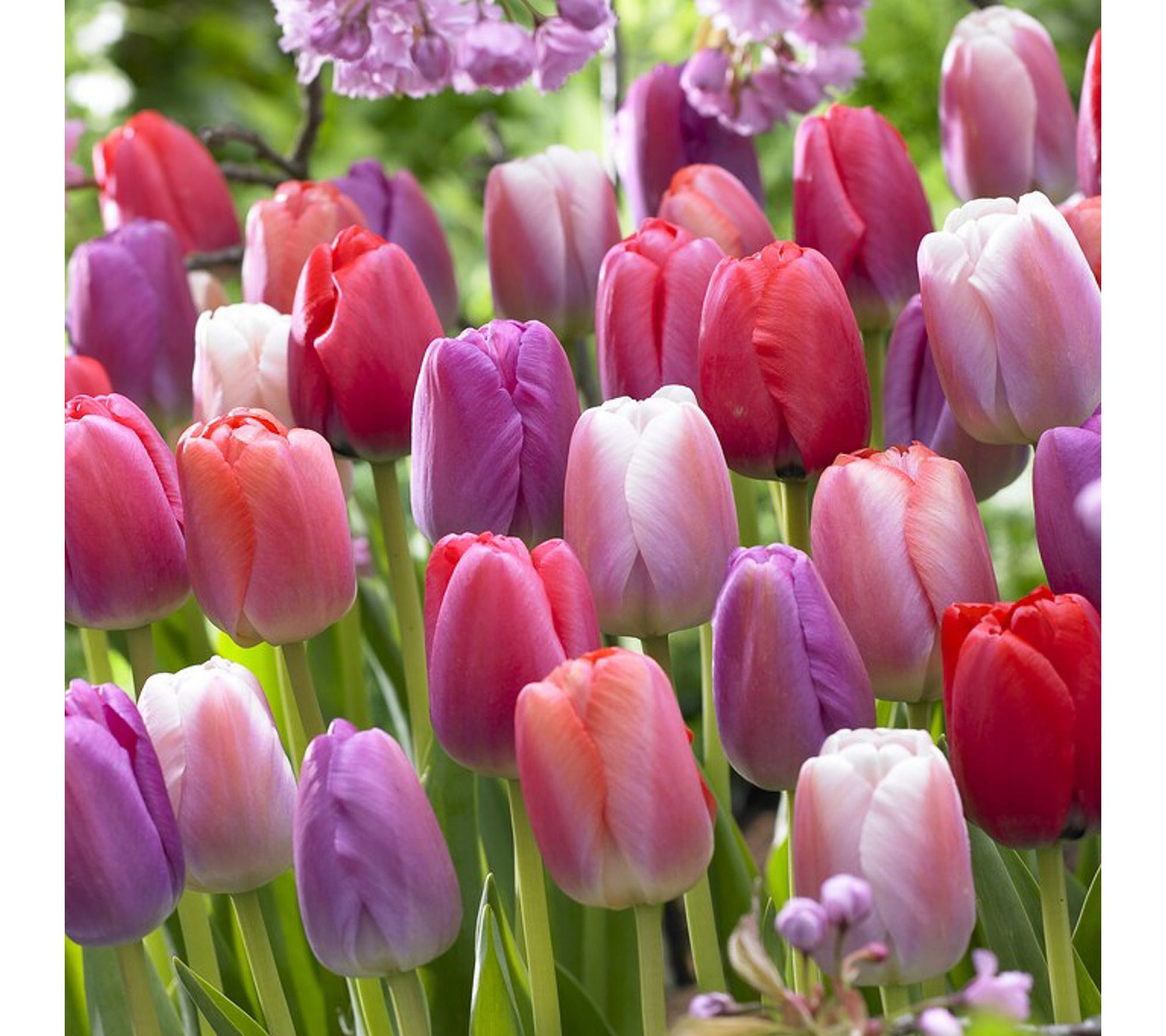 Van Zyverden Tulips Pride Qty Landscape Set of 850 Bulbs