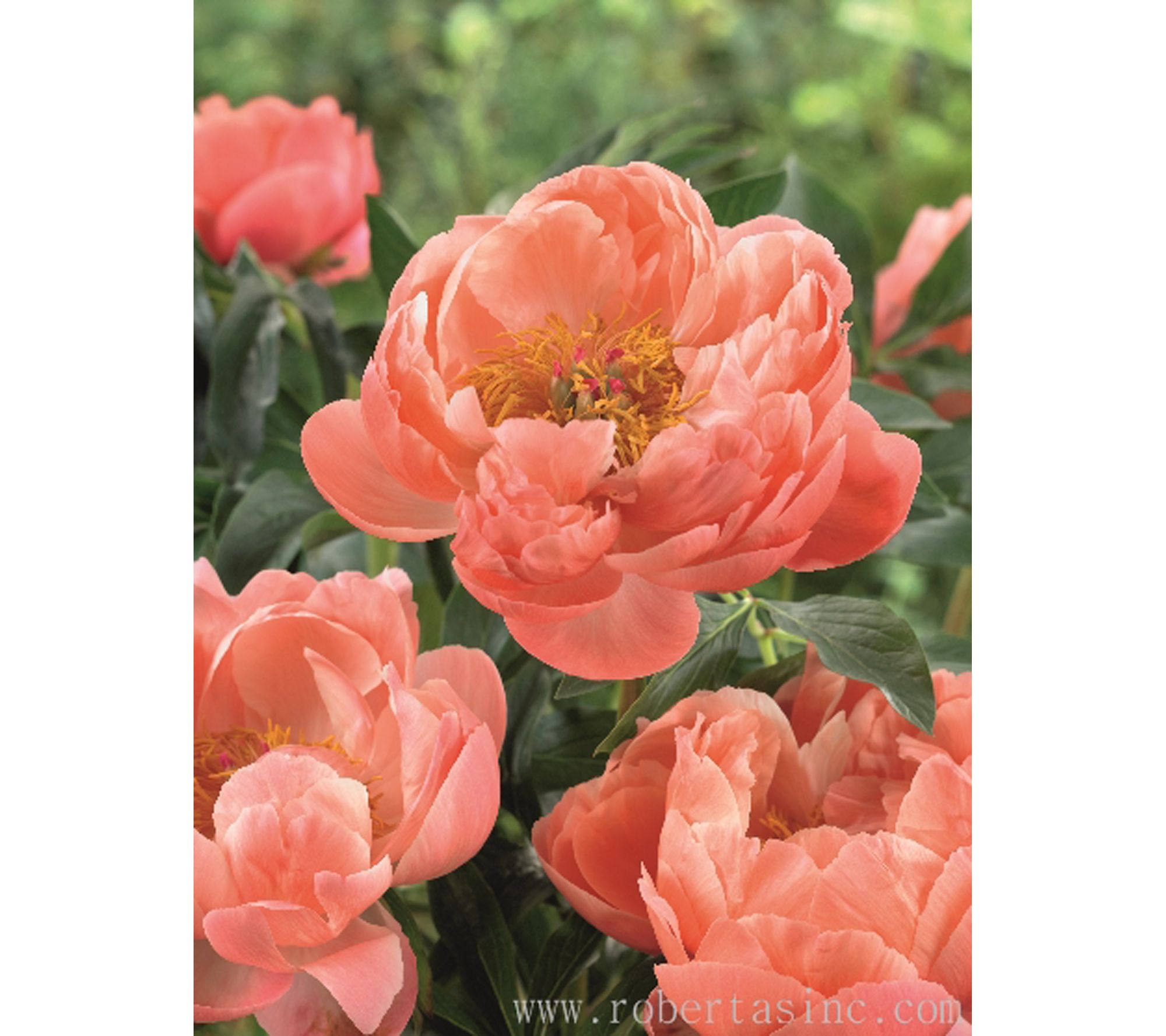 Roberta's 1 pc. Coral Charm Live Plant Peony