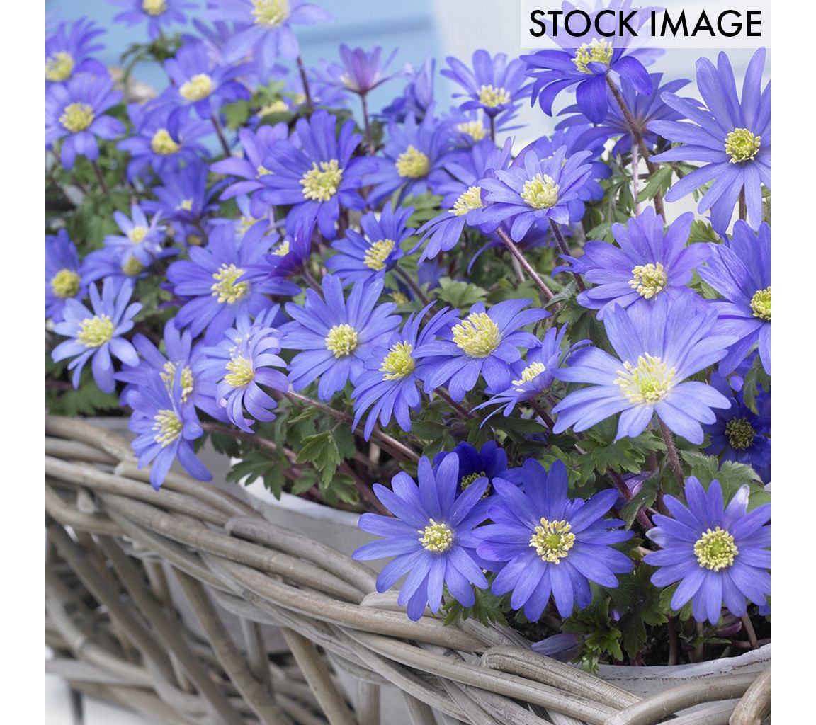 Van Zyverden Wind Flowers Anemone Blue Shades Set of 50 Bulbs