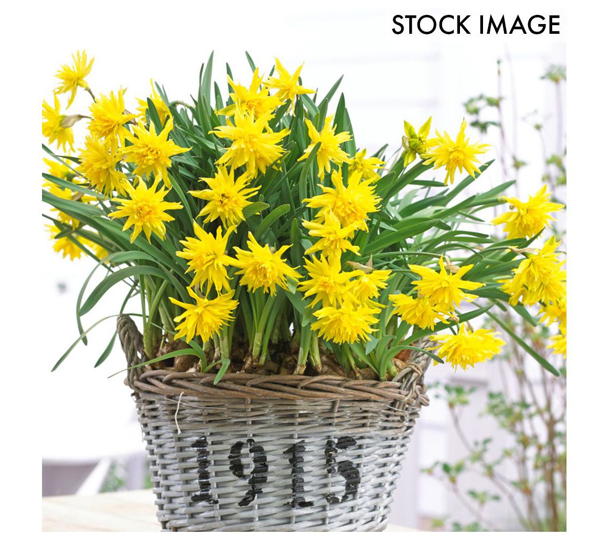 Van Zyverden Daffodils Rip Van Winkle Set of 12Bulbs