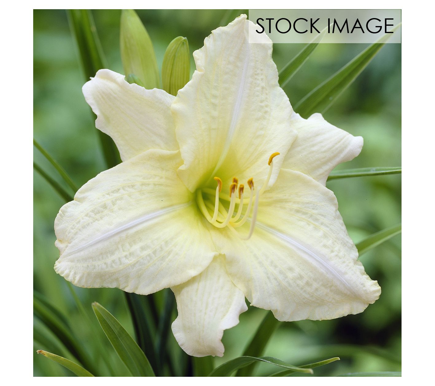 Van Zyverden Daylilies Joan Senior Set of 5 Roots