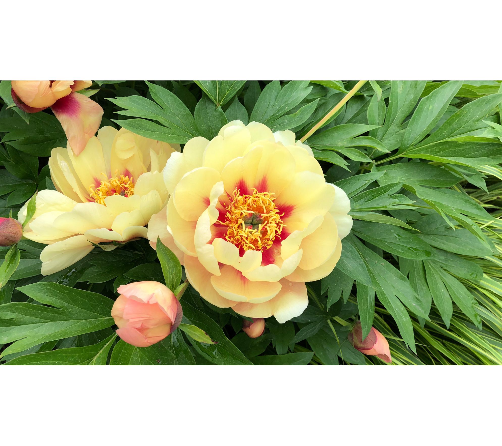 Roberta's 1-Pc. Yellow Itoh Peony - QVC.com
