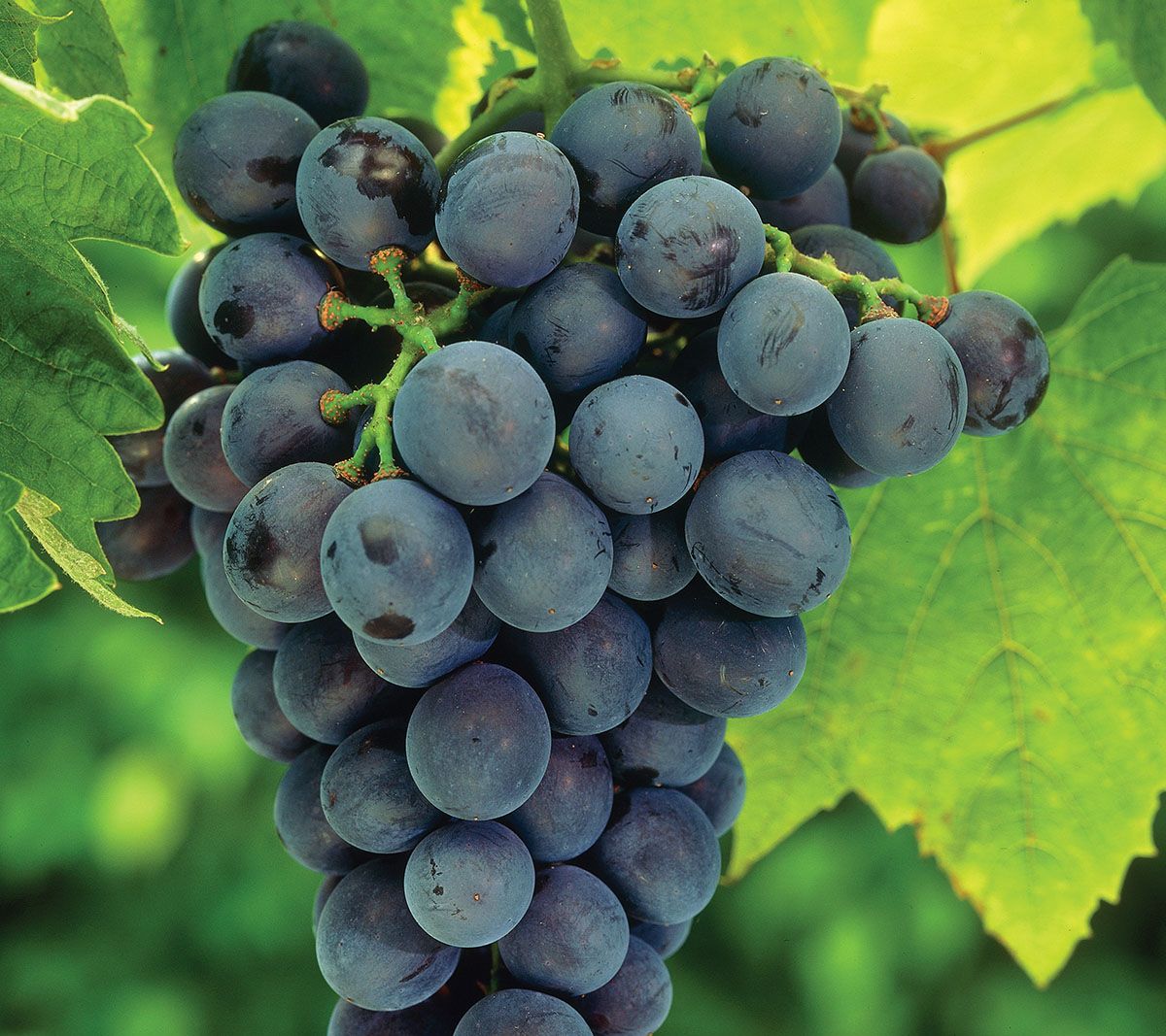 Van Zyverden Grapes Concord Blue Set of 1 Plant