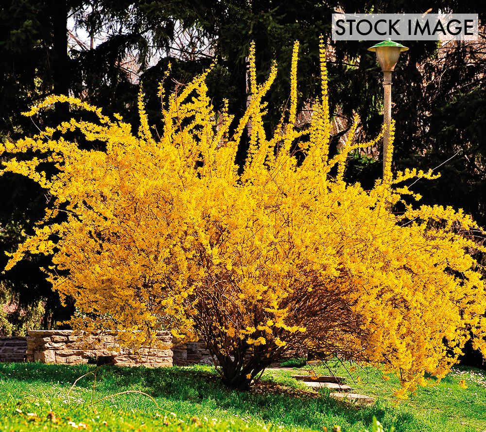 Van Zyverden Forsythia Lynwood Gold Set of 1 Root Stock