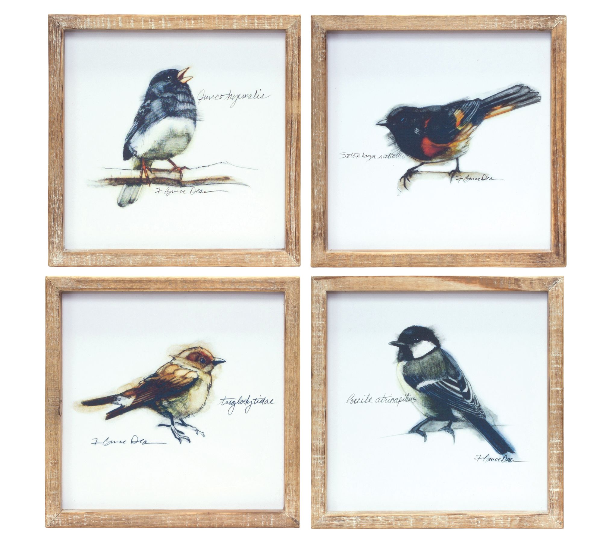 Melrose International Framed Bird Print (Set of 4)