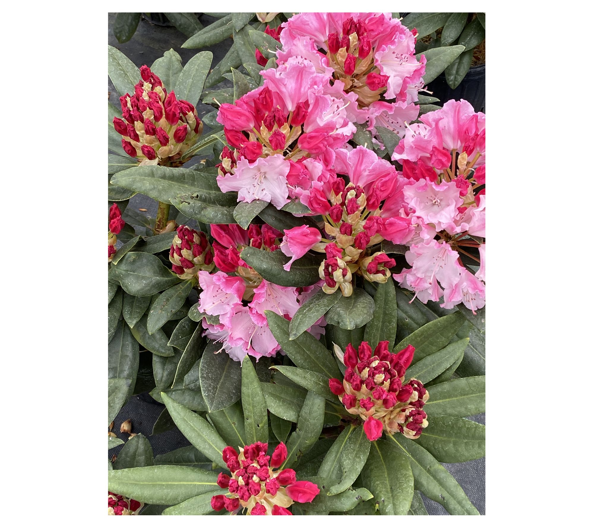 Roberta's 1-Piece Dandy Man Color Wheel Rhodode ndron