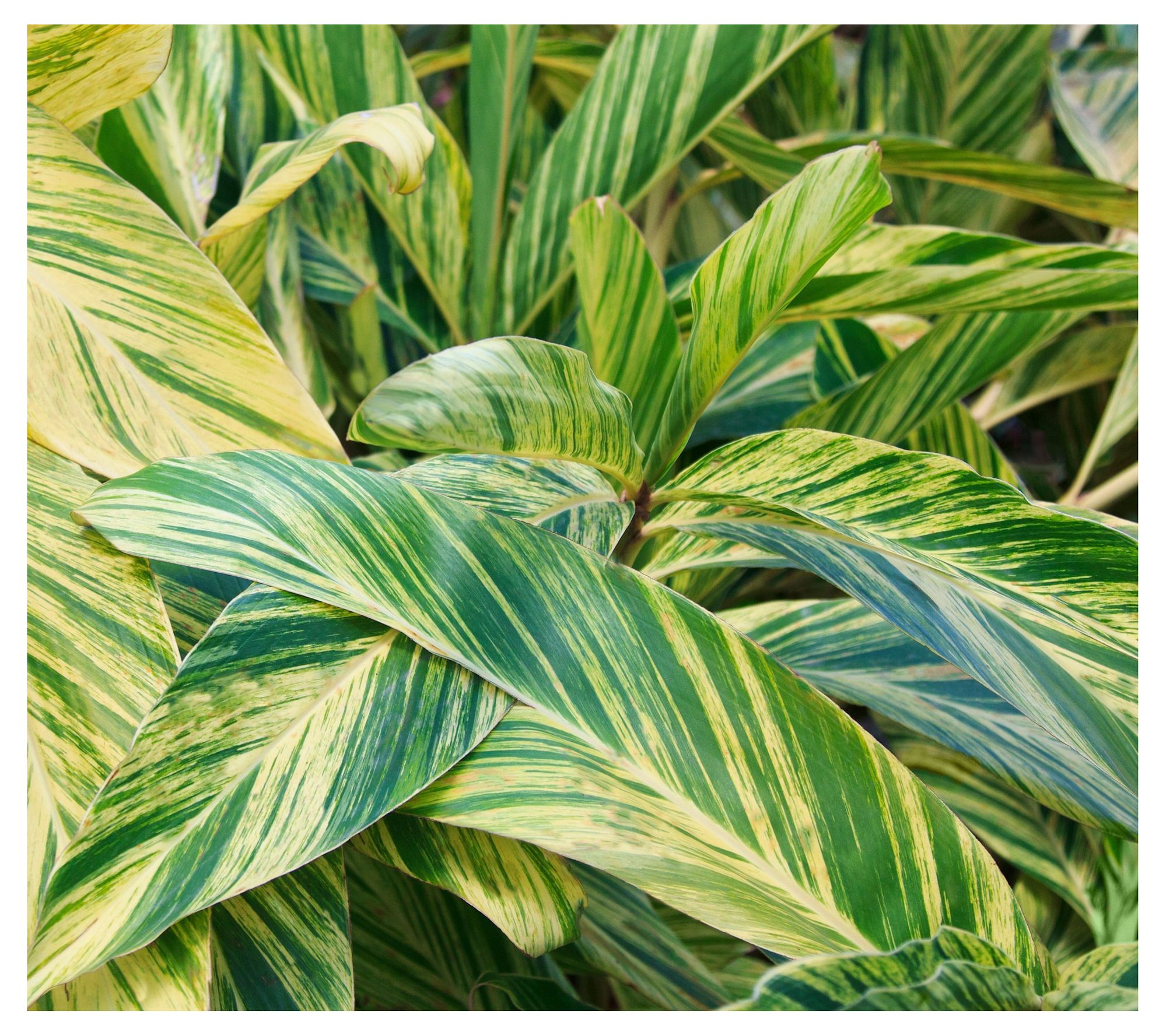 Cottage Farms Variegated Ginger