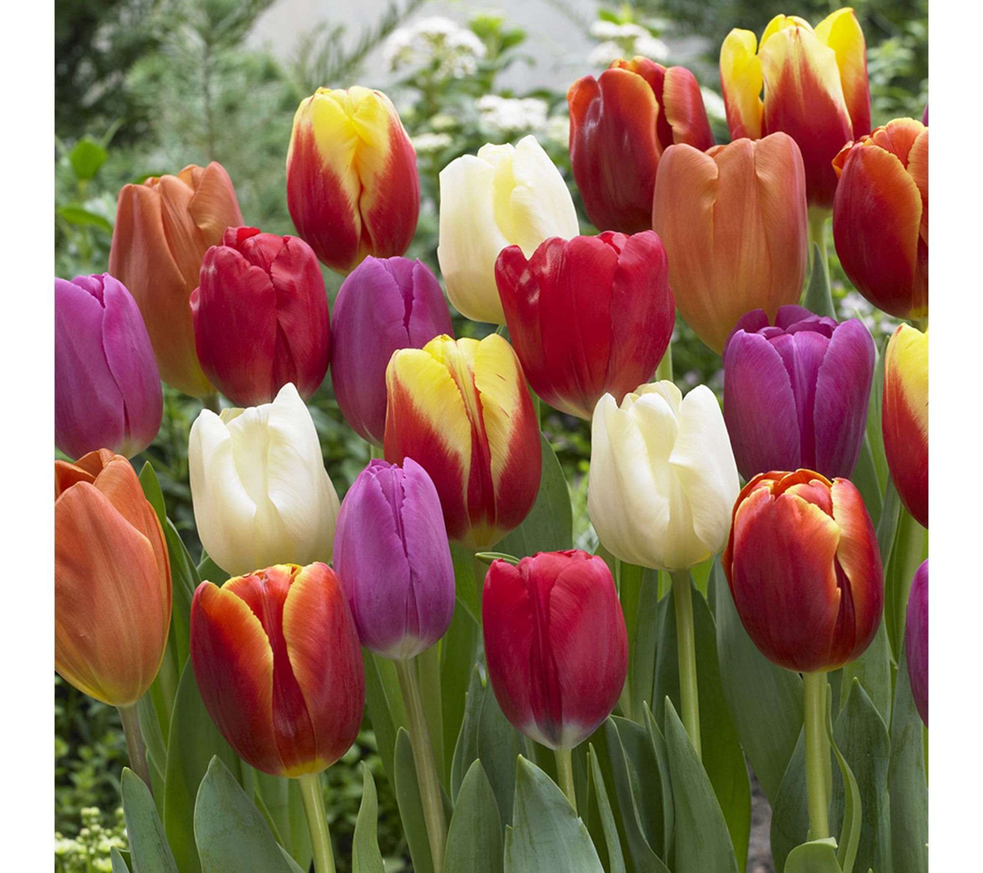 Van Zyverden Tulips Triumph Qty Landscape Set of 850 Bulbs