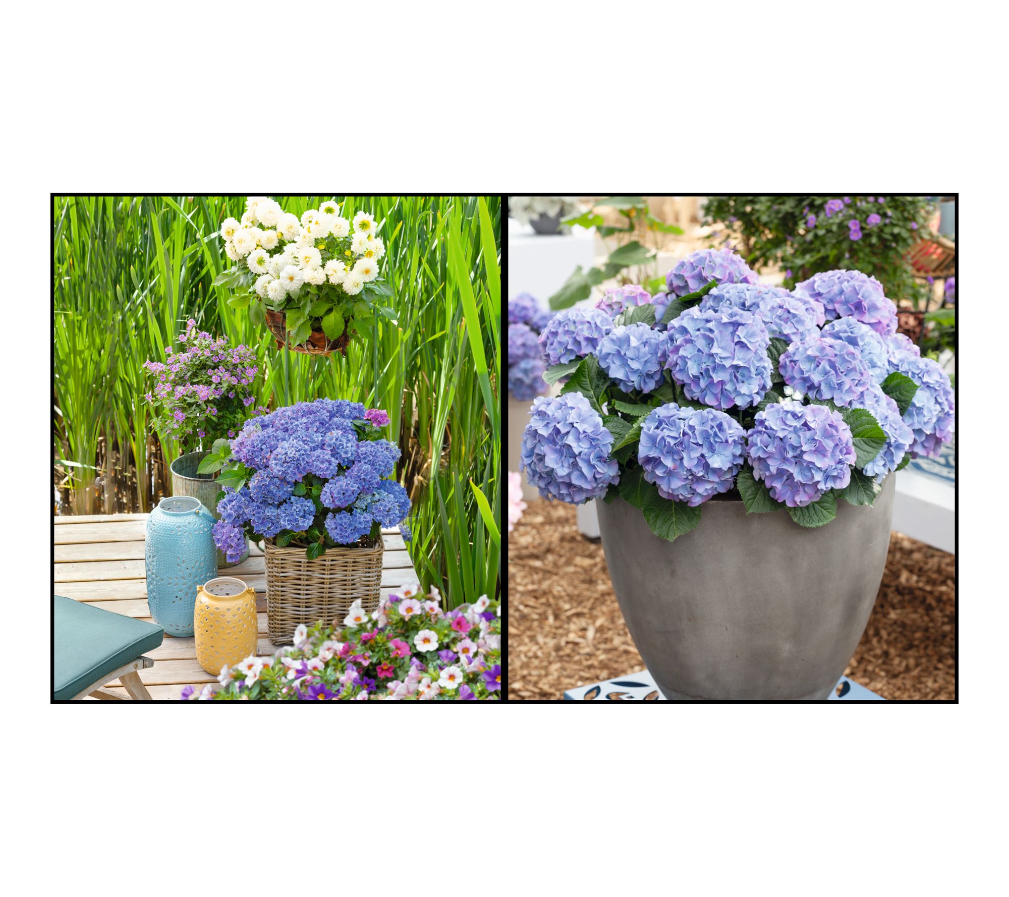 Roberta's 1 pc. Early Blue Pre -Budded Hydrangea