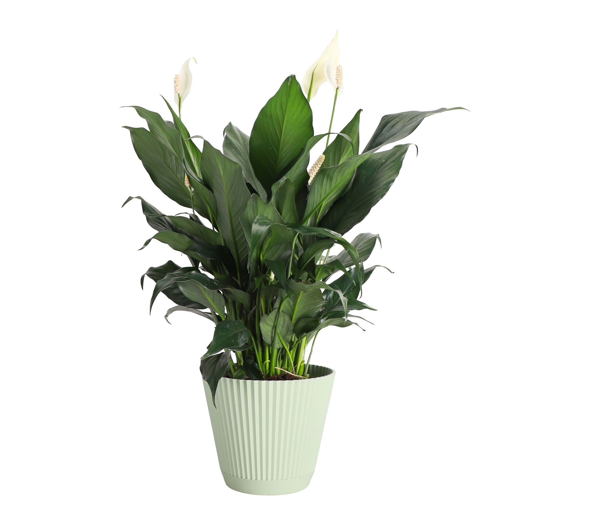 Thorsen's Greenhouse Live Peace Lily Plant in Ruffle Pot