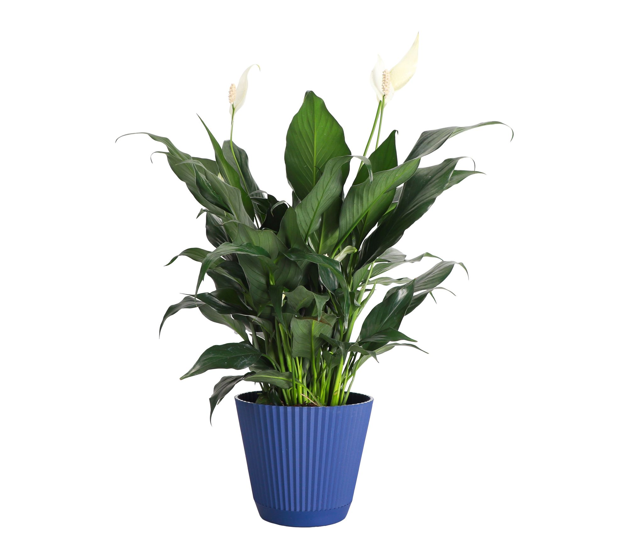 Thorsen's Greenhouse Live Peace Lily Plant in Ruffle Pot