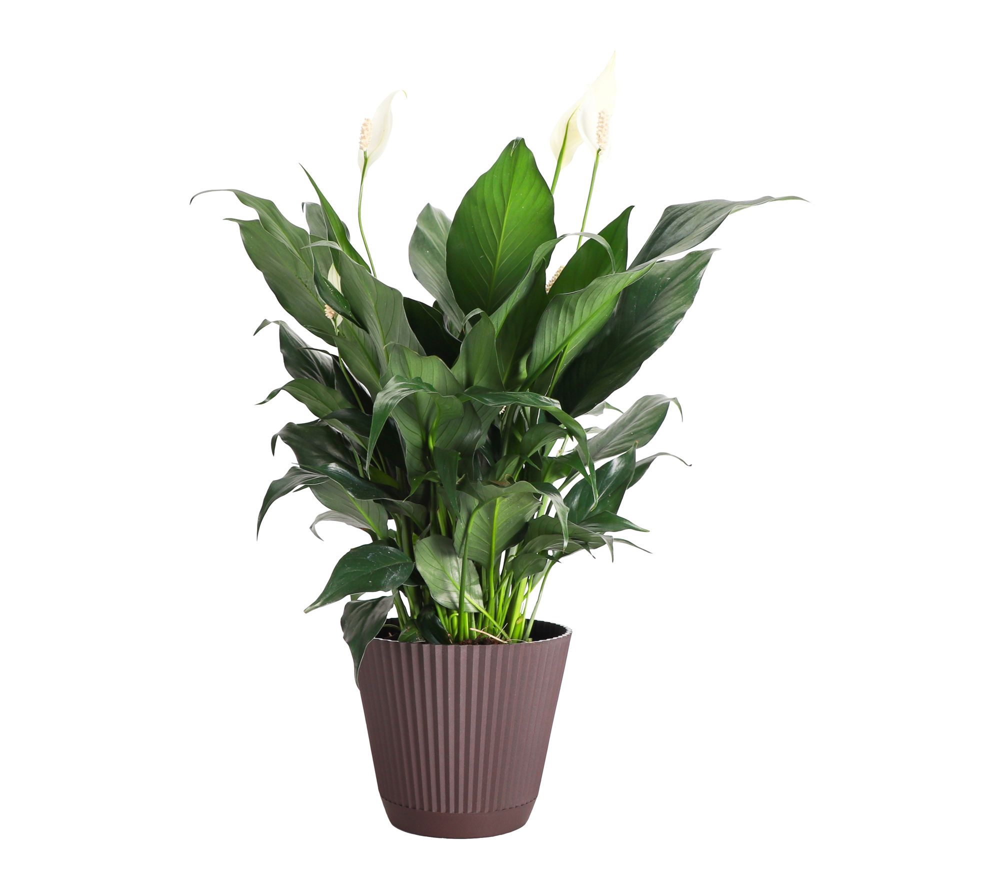Thorsen's Greenhouse Live Peace Lily Plant in Ruffle Pot