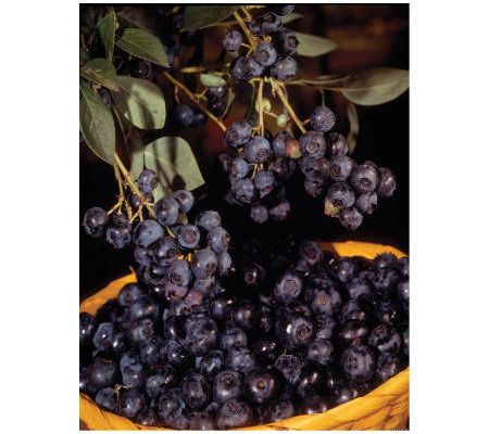 Roberta's 2-Piece Jersey Blueberry