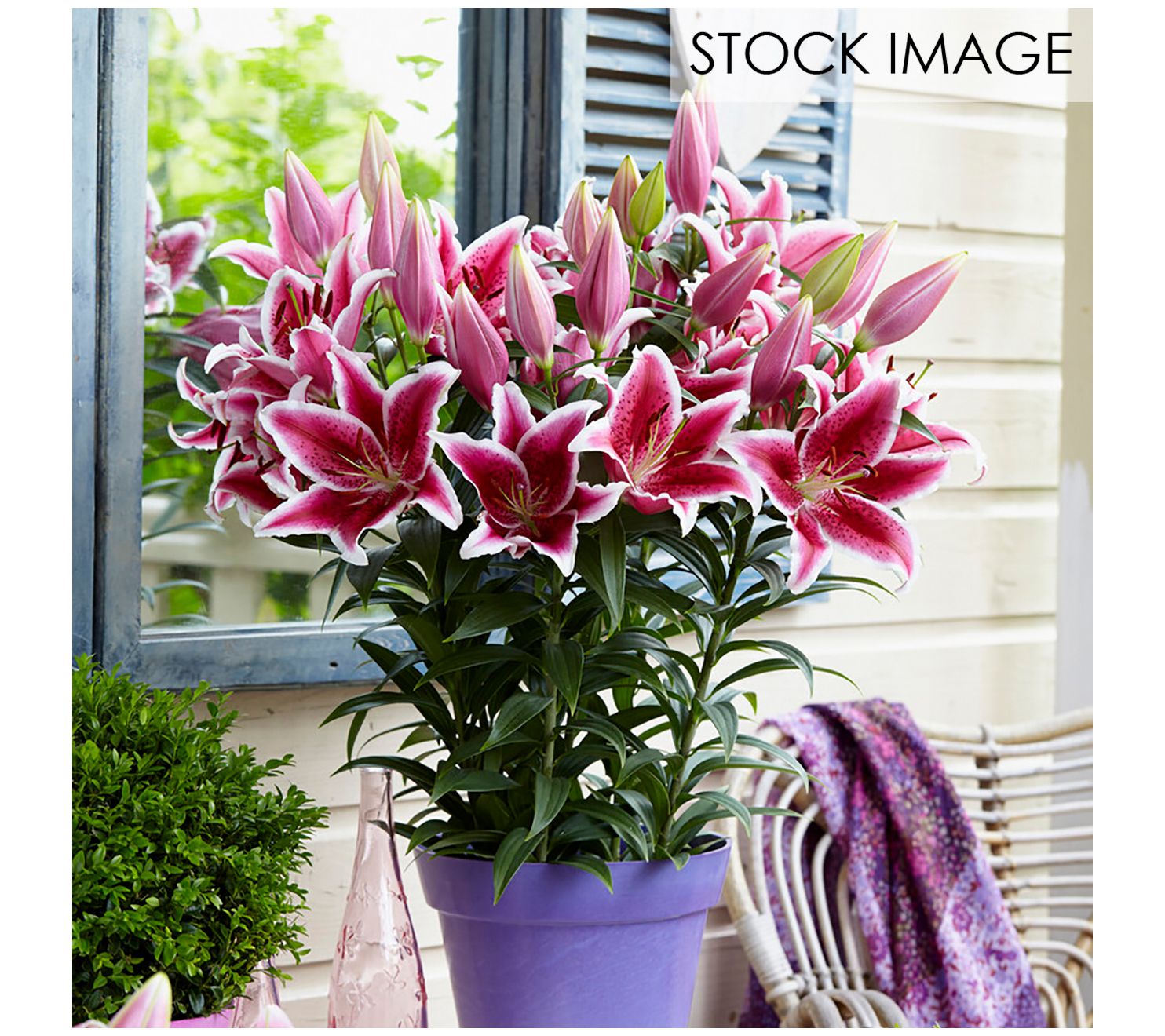 Van Zyverden Patio Star Romance Lilies Kit