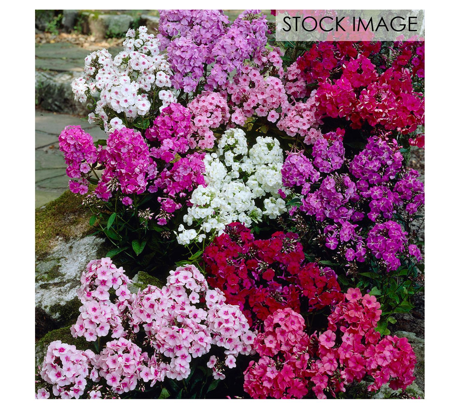 Van Zyverden Tall Phlox Mixed Set of 3 Roots