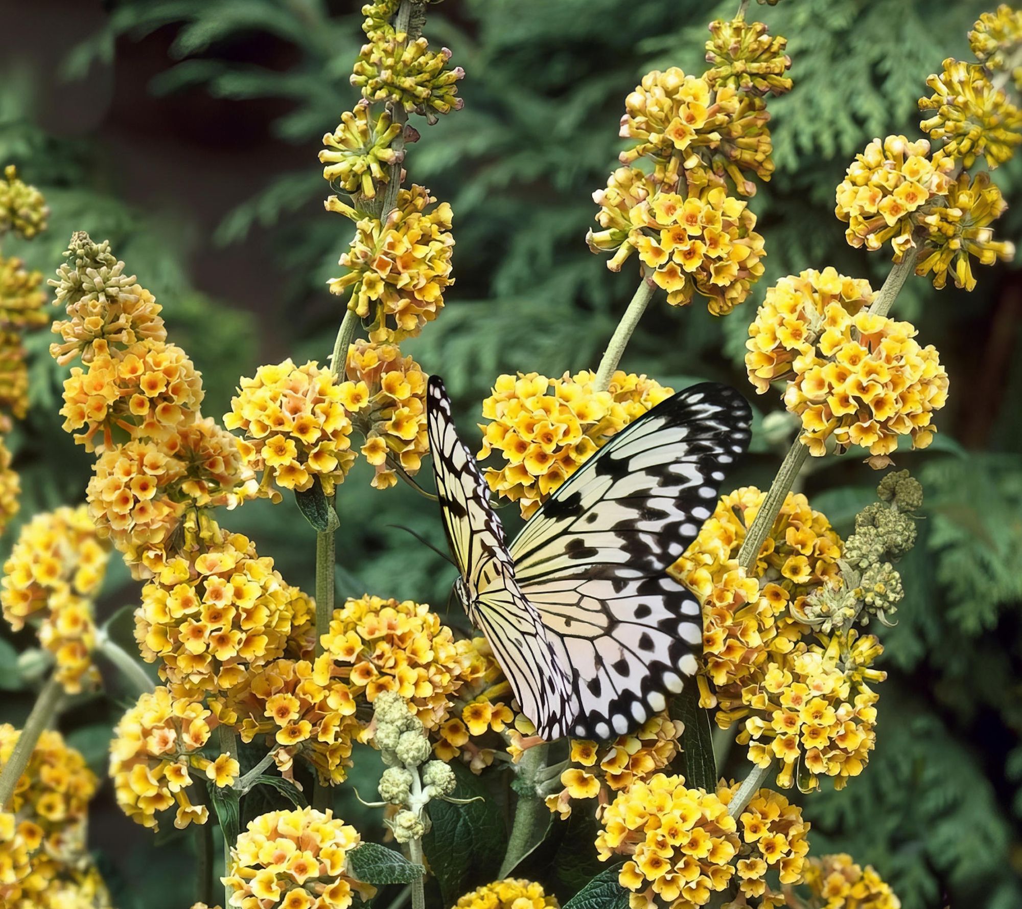 Cottage Farms 3pc Honeycomb Butterfly Bushes