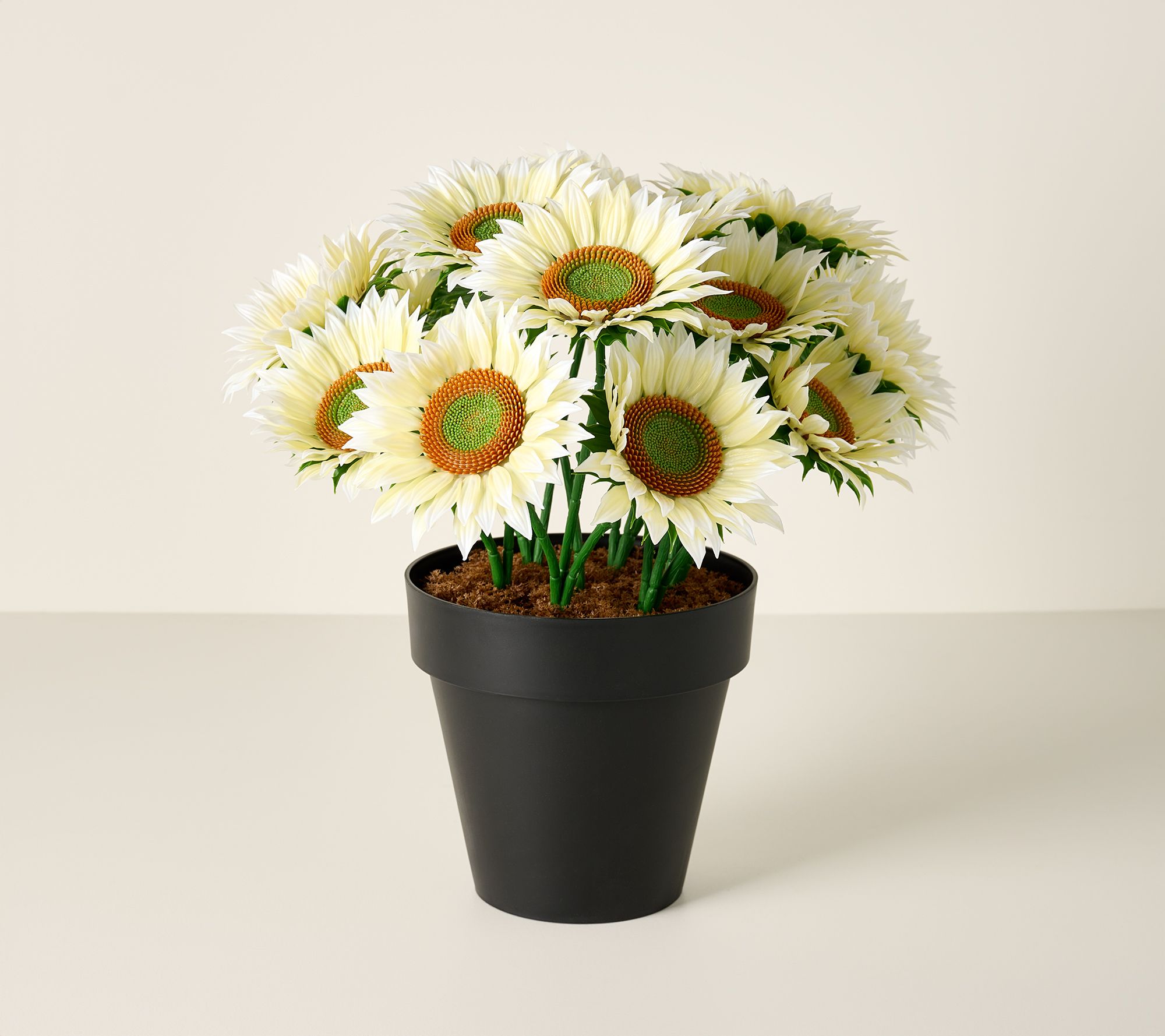 Wicker Park 17" Jumbo Bloom Potted Sunflower Arrangement
