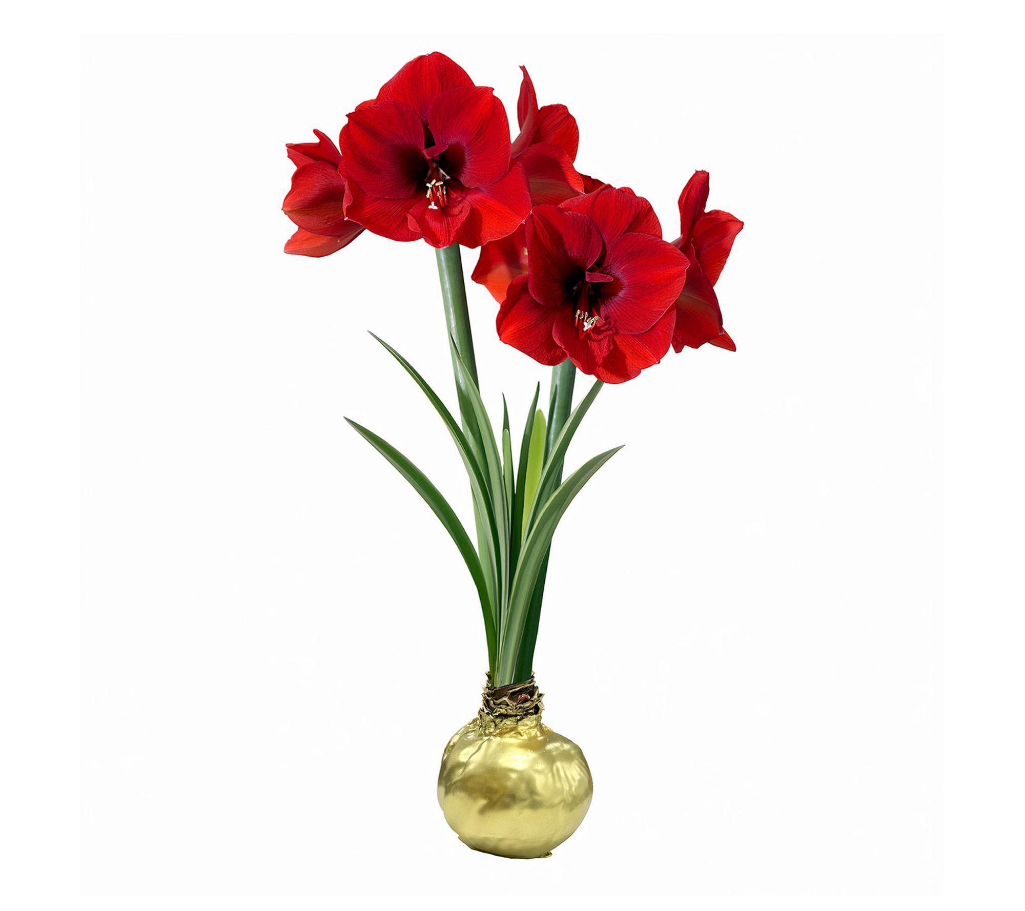 Van Zyverden XL Gold Waxed Amaryllis Red Lion Set of 1 Bulb