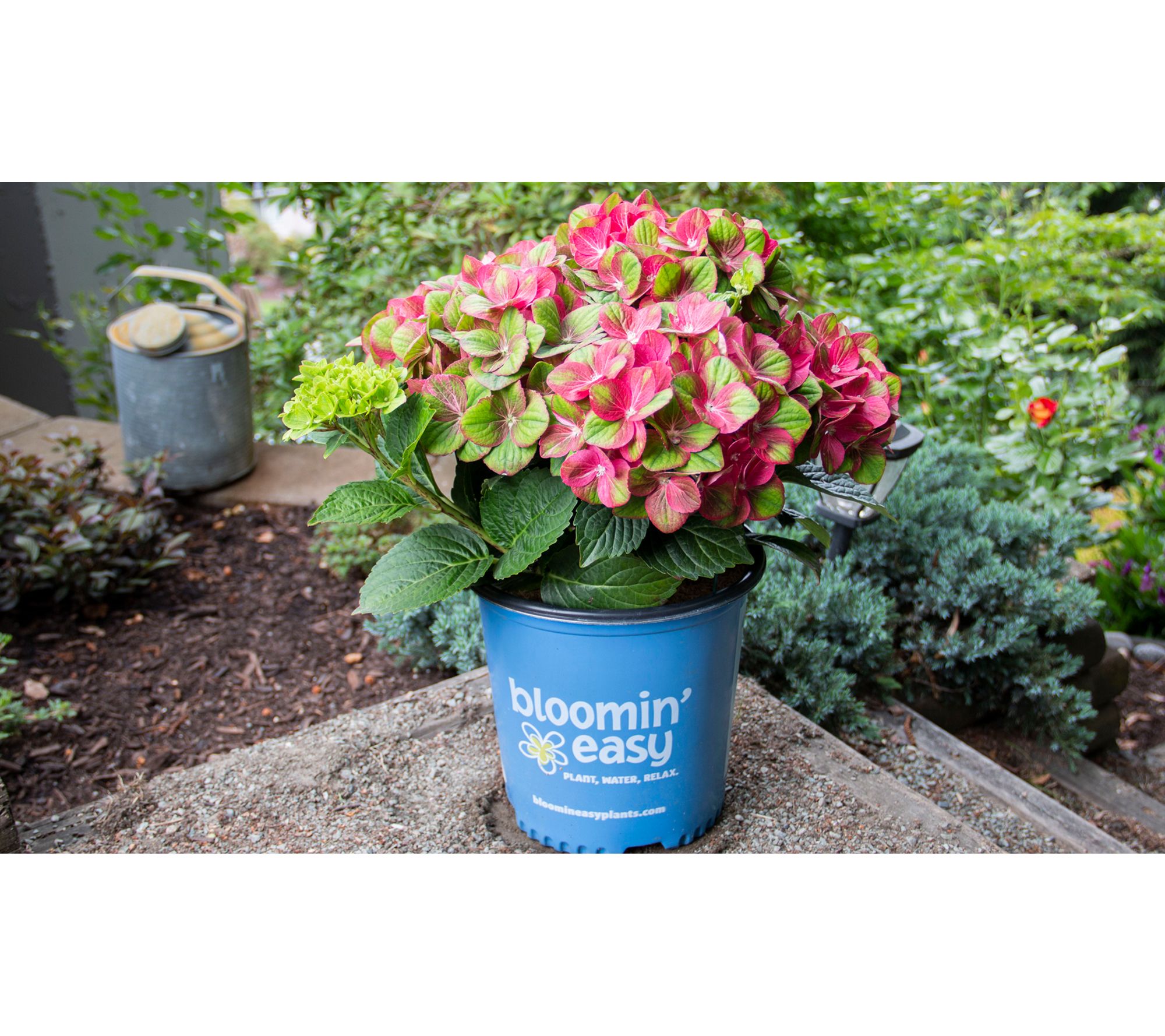 Roberta's 1 pc. Tilt-a-Swirl Hydrangea